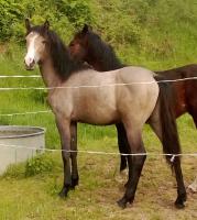 Vente de poney