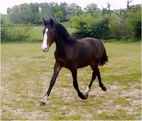 Vente de poney