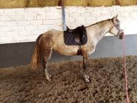 Vente de poney