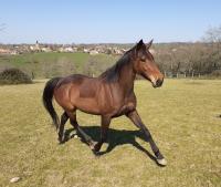Vente de cheval : Dana du Brionnais