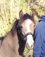 Vente de poney