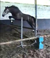 Vente de poney
