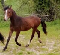 Vente de poney