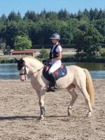 Vente de poney