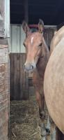 Vente de poney
