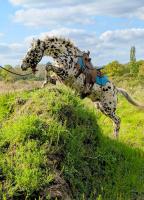 Vente de cheval : LAS VEGAS HOY