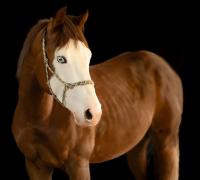 Vente de cheval : SVCOLONELSMART INGUN