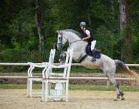 Vente de cheval : Virtuoso