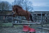 Vente de poney