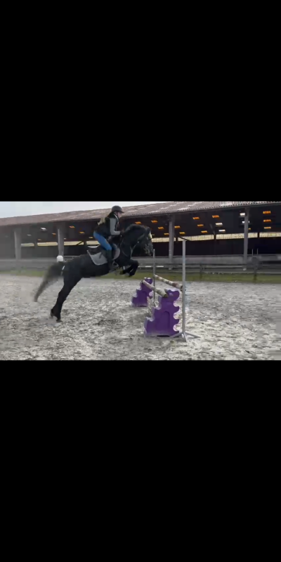 Vente de poney