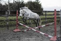 Vente de poney