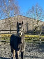 Vente de poney