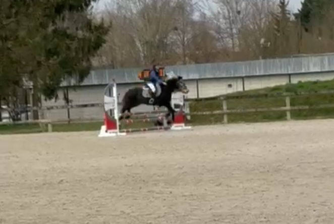 Vente de poney