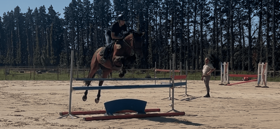 Vente de cheval : Lerotyk Mare aux Fees 