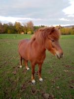Vente de cheval : Glaeta