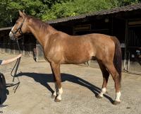 Vente de cheval : Caitlin's Boy