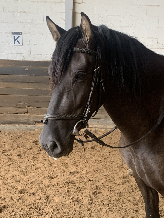 Vente de cheval : Heliot