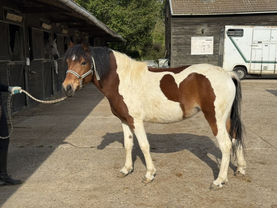Vente de poney