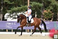 Vente de cheval : Jackman