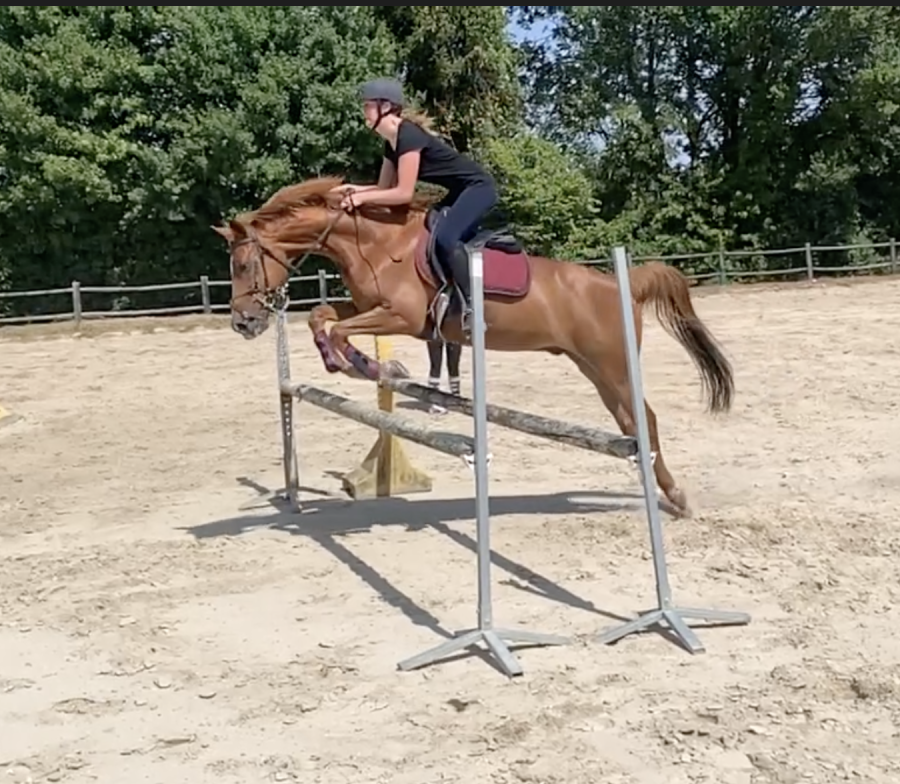 Vente de cheval : Adam Campo