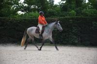 Vente de cheval : Mitico del Lago