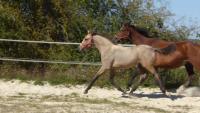 Vente de cheval : PASTAGA DES SAULCIS