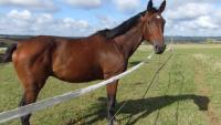 Vente de cheval : Novak des Saulcis