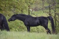 Vente de cheval : Levannte al Alsan 