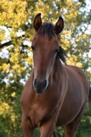 Vente de cheval : Paziel Pepsi N'dya 