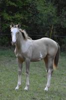 Vente de cheval : Phoenix Paziran N'dya 