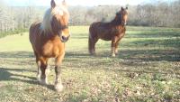 Vente de cheval : toile