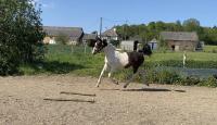 Vente de cheval : One Million Breizh