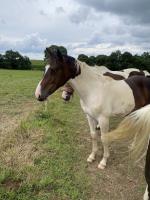 Vente de cheval : One Million Breizh