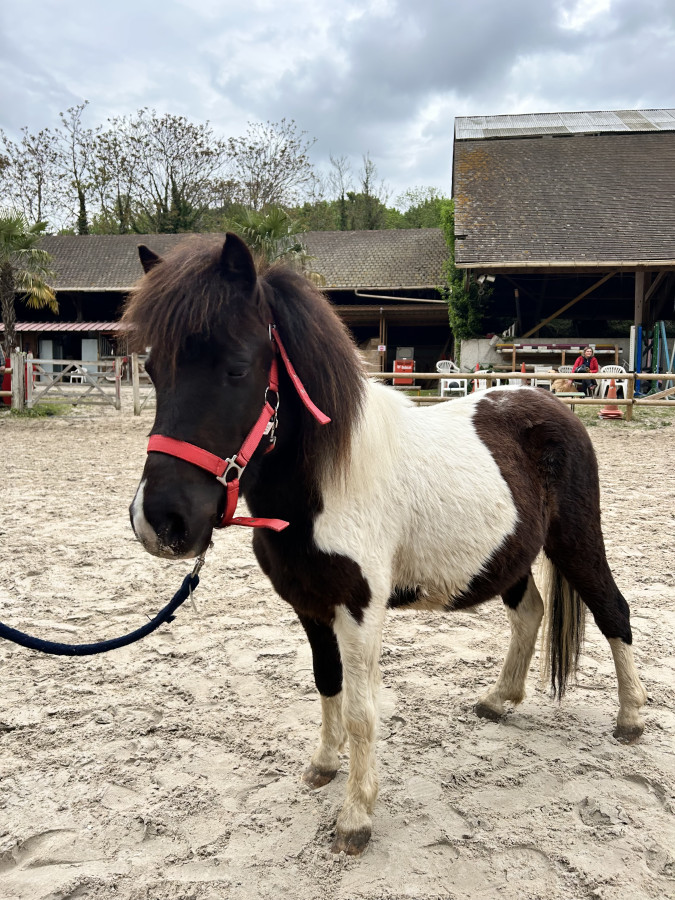 Vente de cheval : M&MS