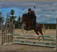 Vente de poney