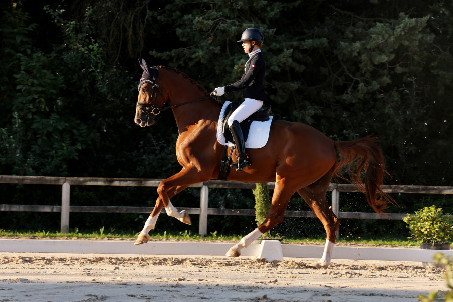 Vente de cheval : Flamin Groovy des Paluds 