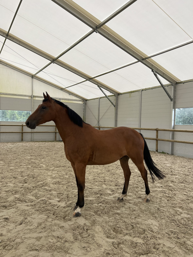 Chevaux bai a vendre ChevalAnnonce