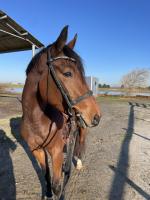 Vente de cheval : Joy de NAH