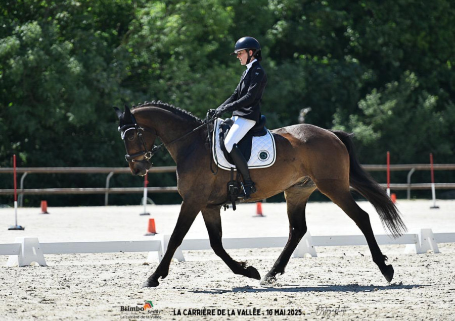 Vente de cheval : KANDREO CH