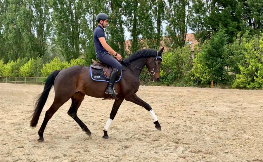 Vente de cheval : Endora de Malassis