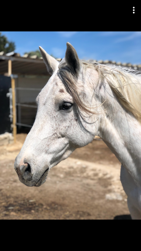 Vente de cheval : AKIM