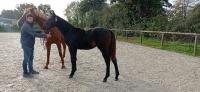 Vente de cheval : Nico de Ponts