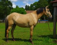 Vente de cheval : Janus