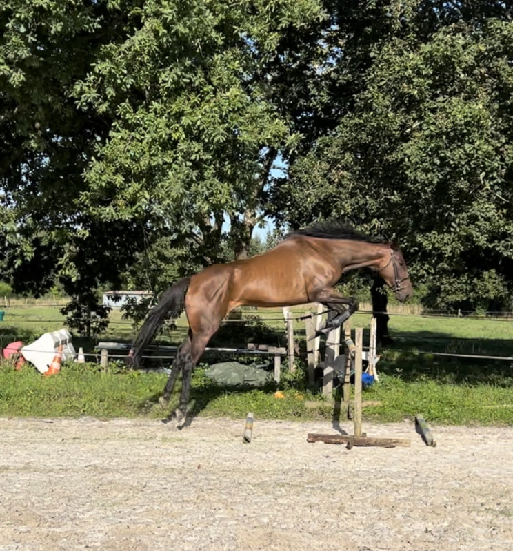 Vente de cheval : Sainte ceronne