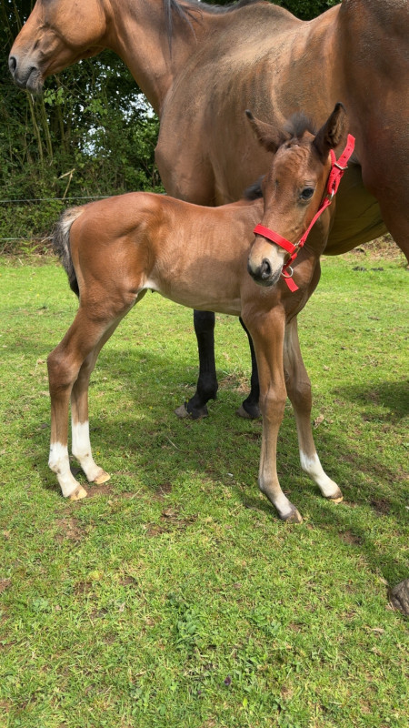 Vente de cheval : Pgase du val sinot