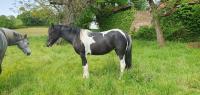 Vente de poney