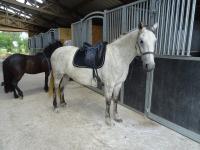 Vente de cheval : SYDNEY