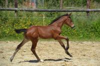 Vente de cheval : MONDAY DES EDENES
