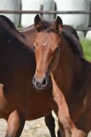 Vente de cheval : MYRA'BELLE DES EDENES