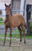 Vente de cheval : LUCY FAIR DES EDENES